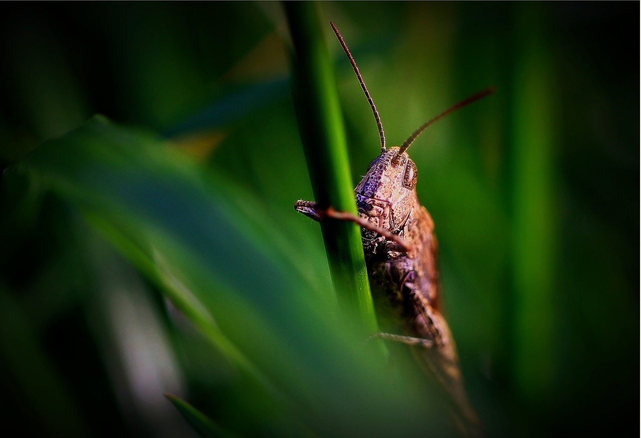 Protecting Your Home Against Rodents and Pests